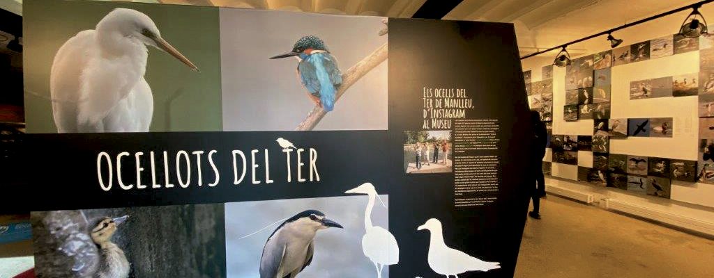 Museudelter_exposició_ocellots_del_ter (1)