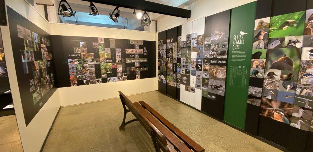 Museudelter_exposició_ocellots_del_ter (4)