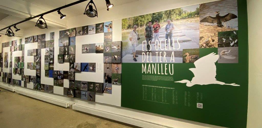 Museudelter_exposició_ocellots_del_ter (8)